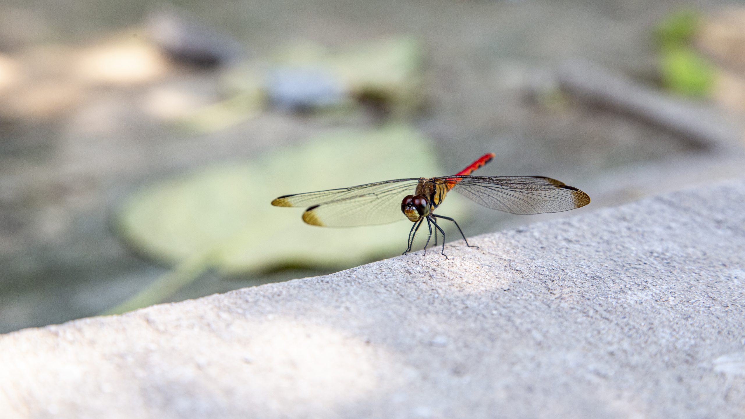 A dragonfly in China, macro photography. Photographer Tuomas Harjumaaskola.