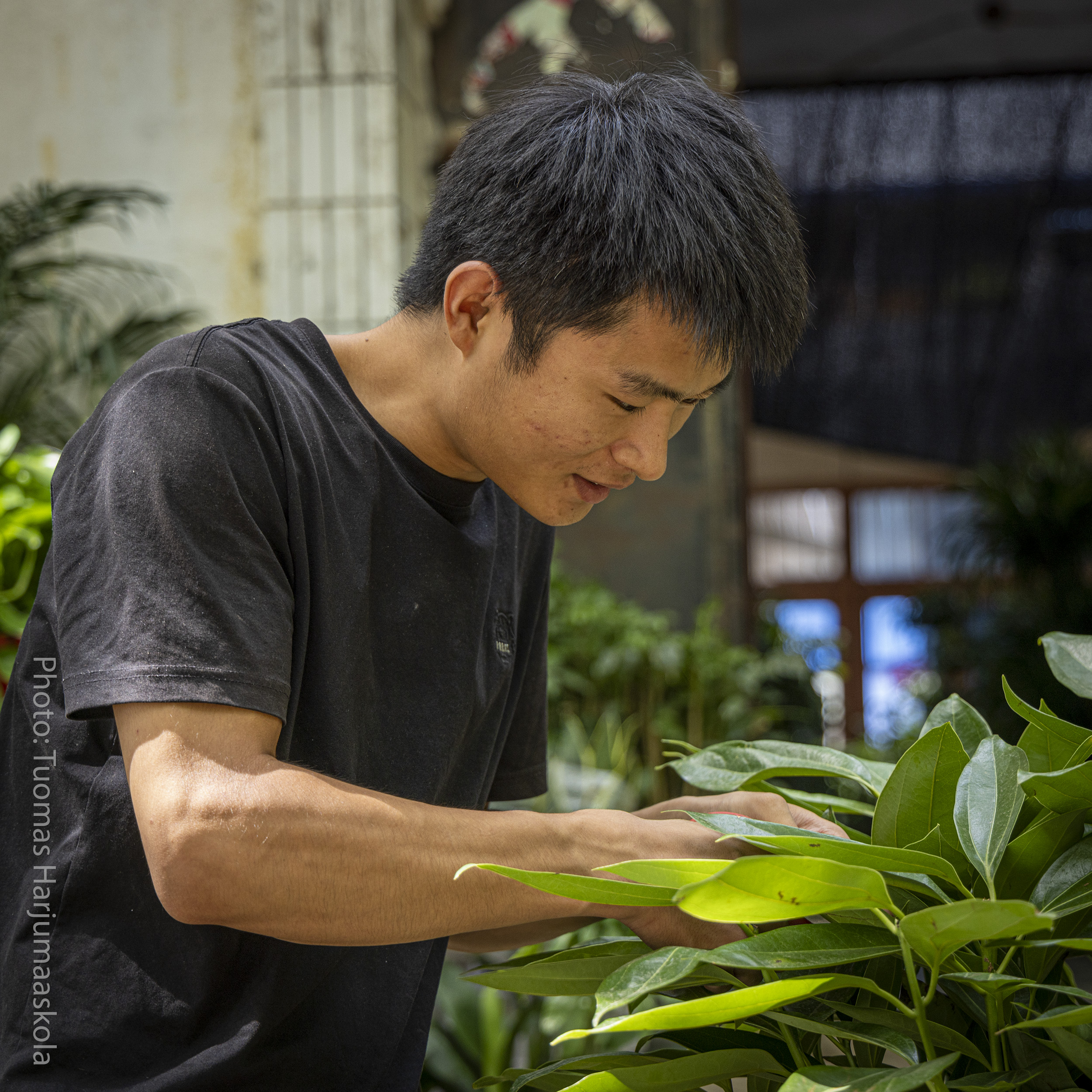 Chinese gardener. Photographer Tuomas Harjumaaskola.