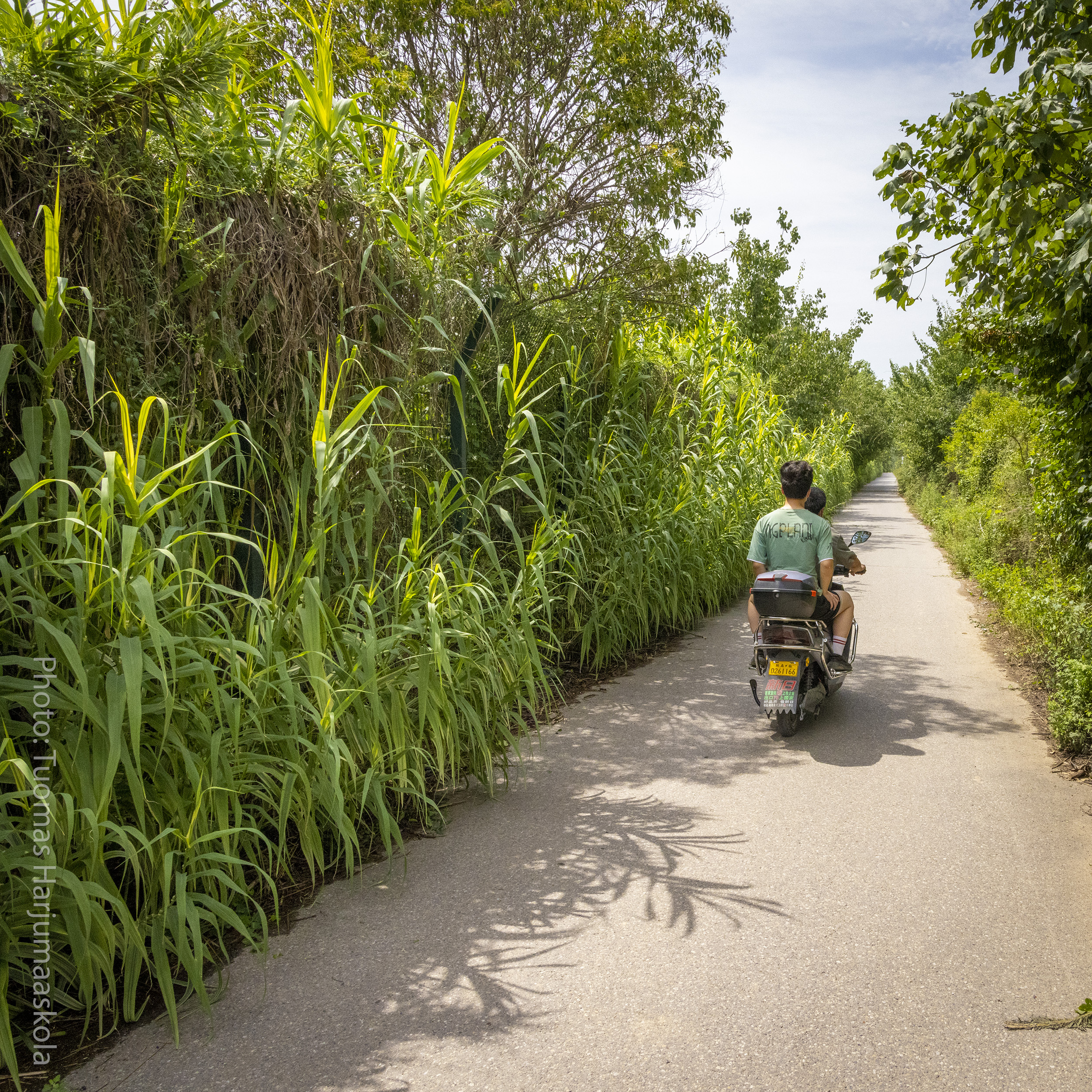 Men passing by on a scooter moped on a Chinese countryside road surrounded by green vegetation. Photographer Tuomas Harjumaaskola.