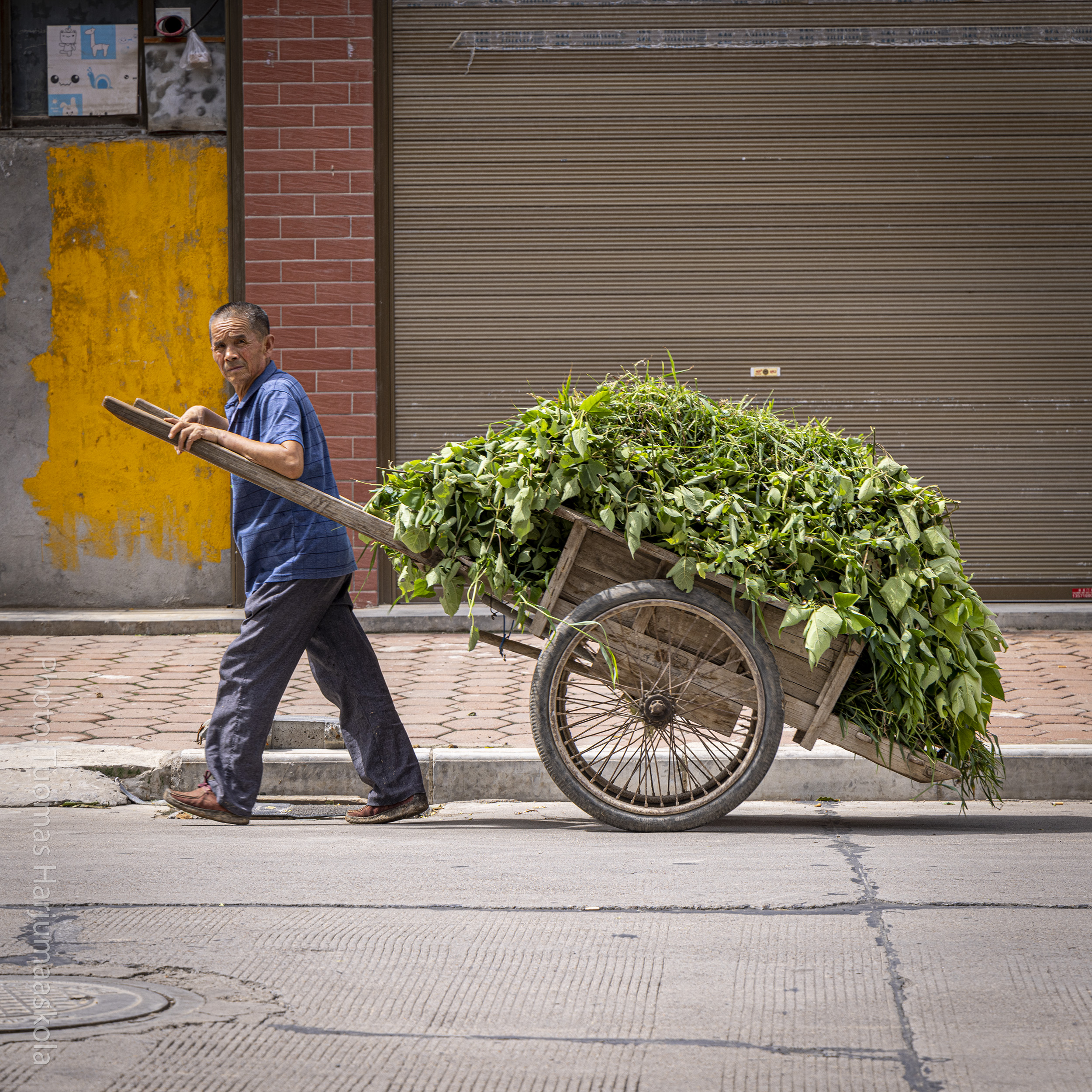 A Chinese farmer hauling hay using a Chinese wooden two-wheeler handcart. Photographer Tuomas Harjumaaskola.